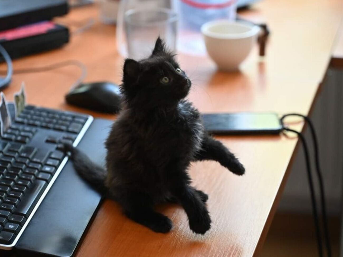 Ранго "согласился на службу" в отделе стратегических коммуникаций