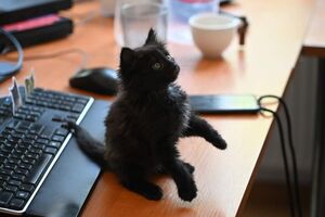 Ранго "согласился на службу" в отделе стратегических коммуникаций