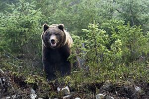 У ДПСУ попередили про небезпеку