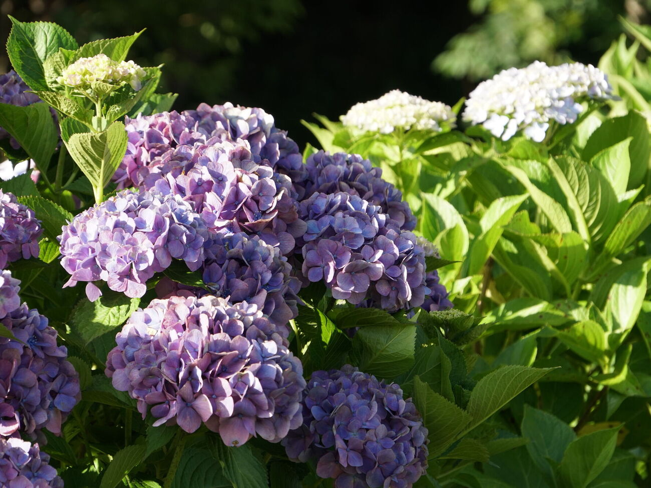 Если гортензии не цветут, простимулируйте появление новых бутонов