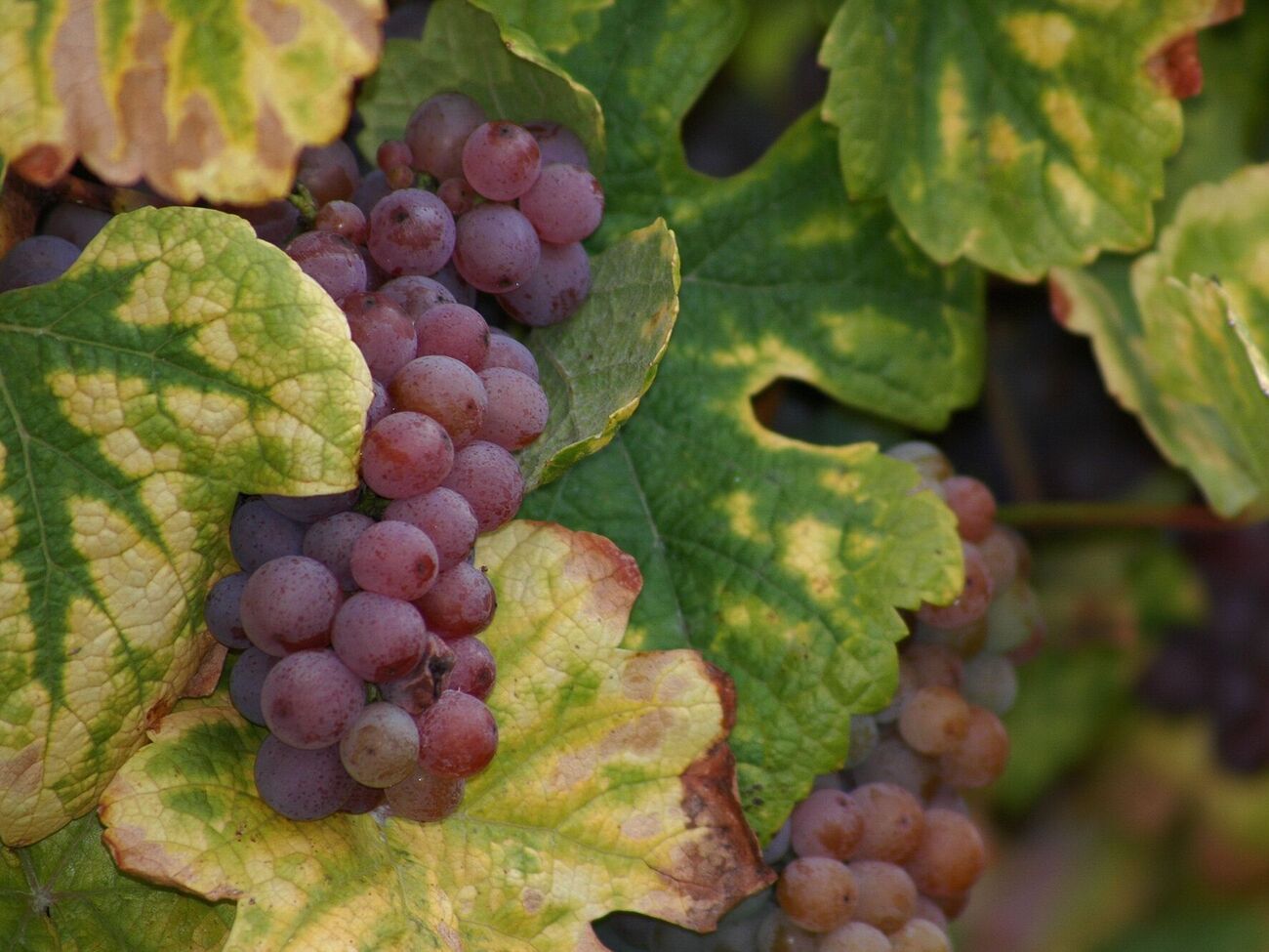 Хлороз на листьях винограда появляется в период затяжных дождей