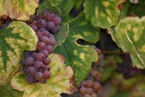 Хлороз на листьях винограда появляется в период затяжных дождей