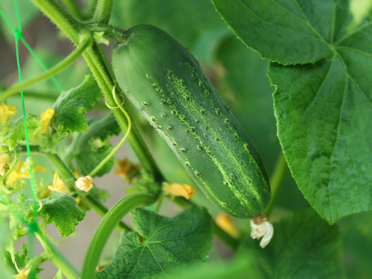 Гумат калия – лучшее биоудобрение от пожелтения огурцов в жару