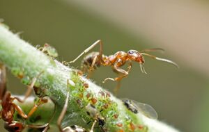 Муравьи боятся резких запахов