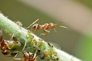 Муравьи боятся резких запахов