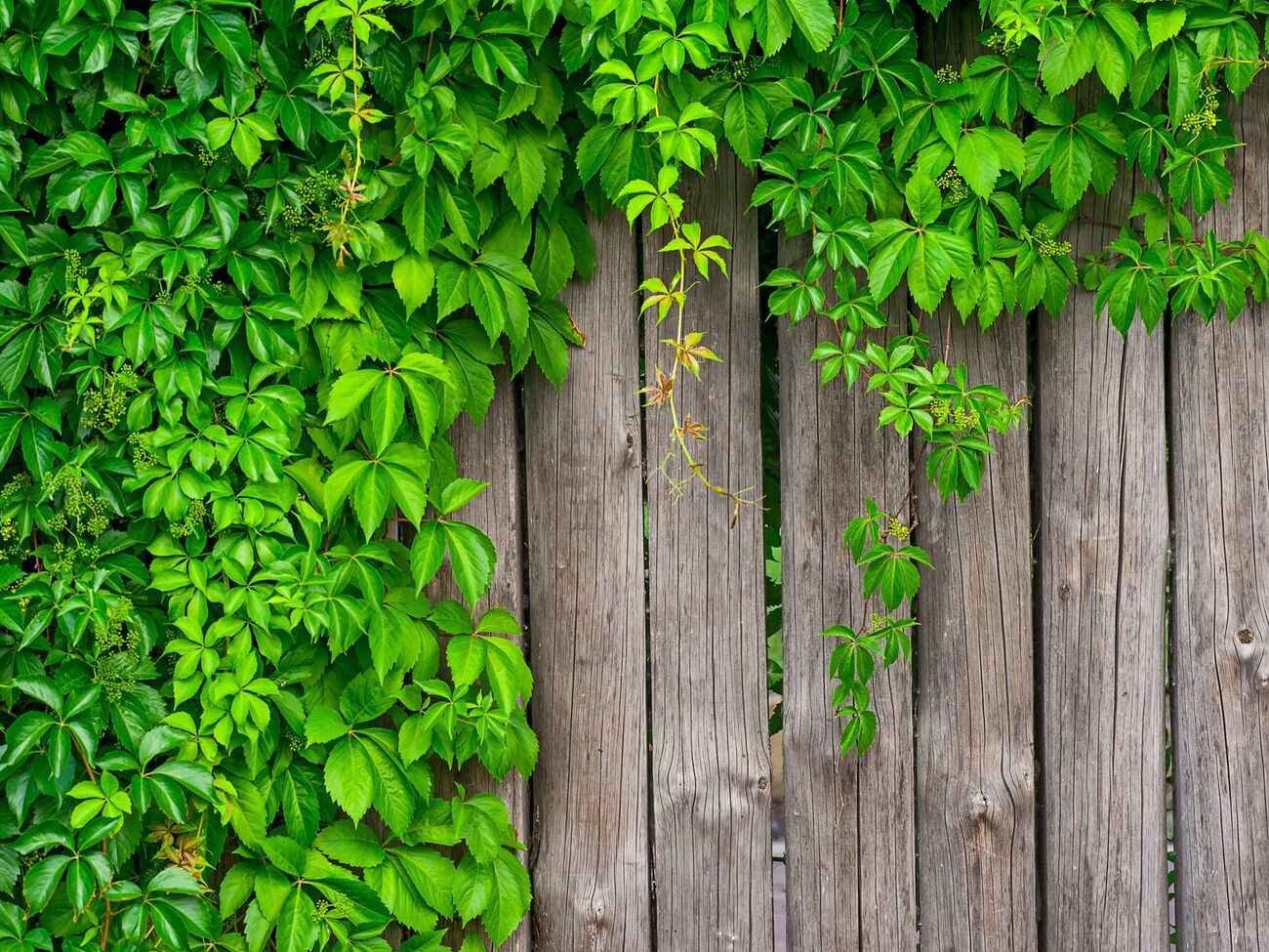 Самым эффективным гербицидом для поросли дикого винограда является "Антибурьян"