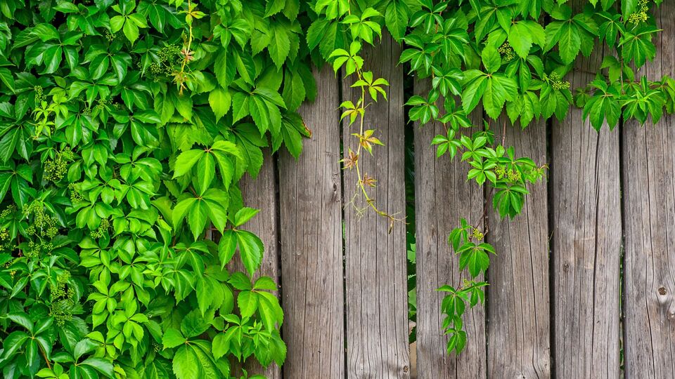 Самым эффективным гербицидом для поросли дикого винограда является "Антибурьян"