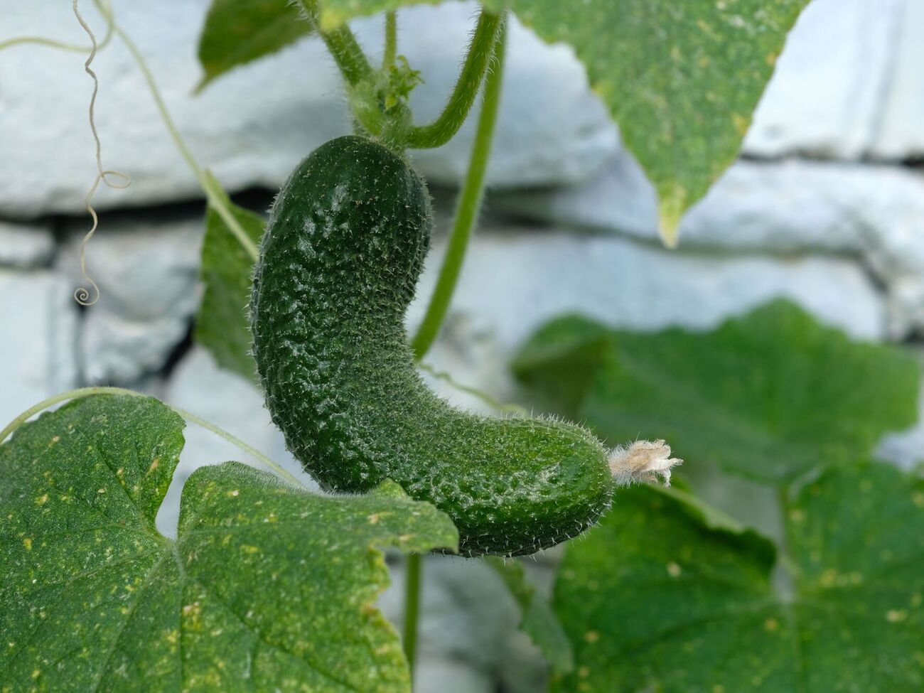 Самая распространенная причина деформации огурцов – недостаточный полив