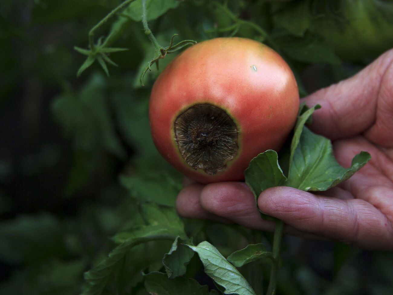 Вершинная гниль томатов появляется после продолжительной жары