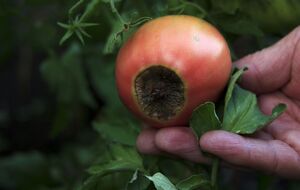 Вершинная гниль томатов появляется после продолжительной жары