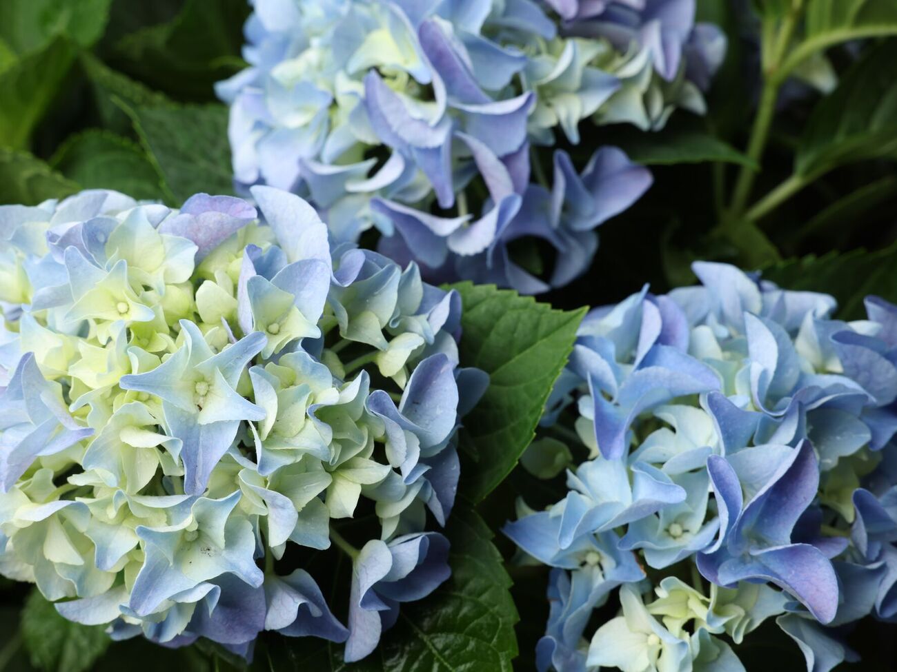 Конец июля – время укоренять гортензии