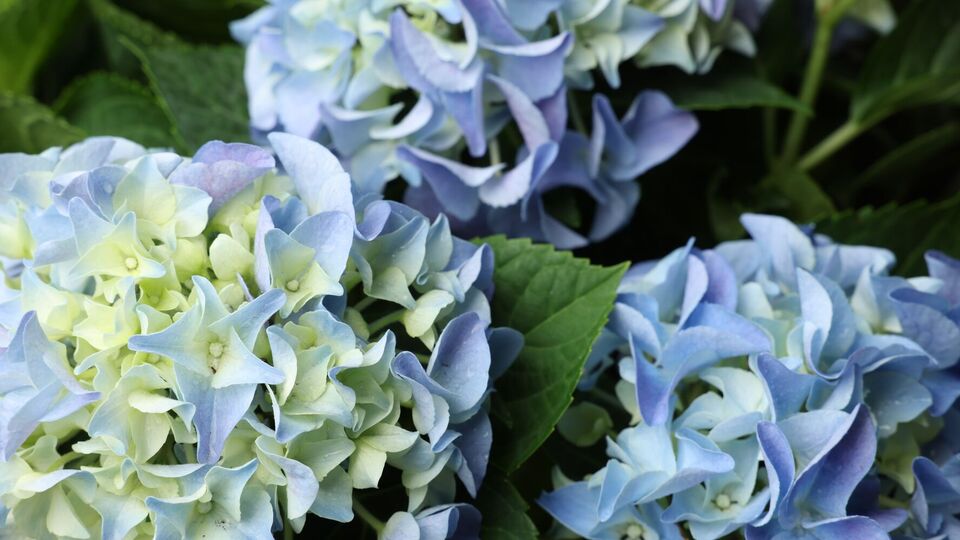 Конец июля – время укоренять гортензии
