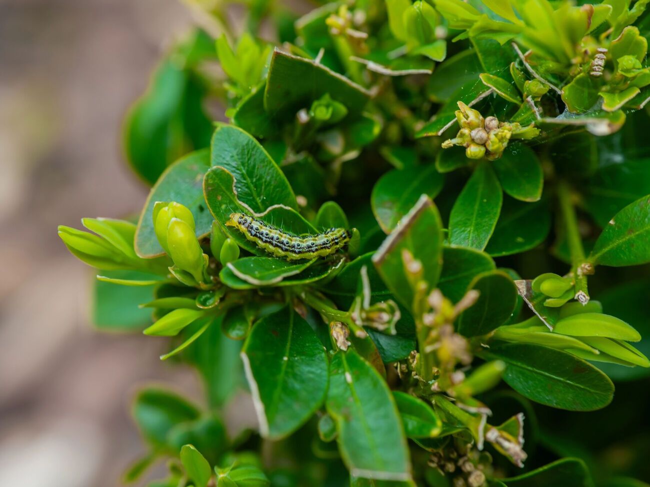 Самшитова вогнівка може знищити кущ самшиту за два дні