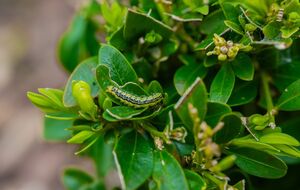 Самшитова вогнівка може знищити кущ самшиту за два дні