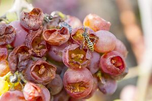 Оси завдають шкоди винограду