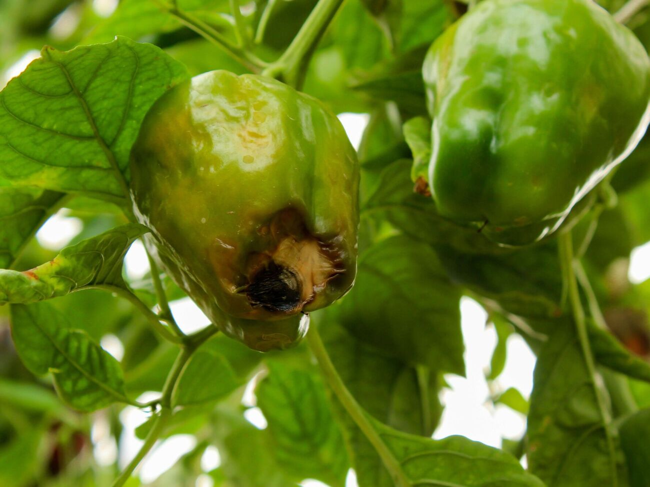 Вершинна гниль проступає після спеки