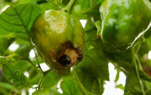 Вершинная гниль проступает после жары