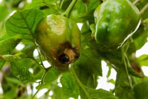 Вершинна гниль проступає після спеки