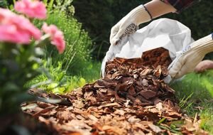 Сосновая кора как мульча для растений почти не влияет на состав почвы