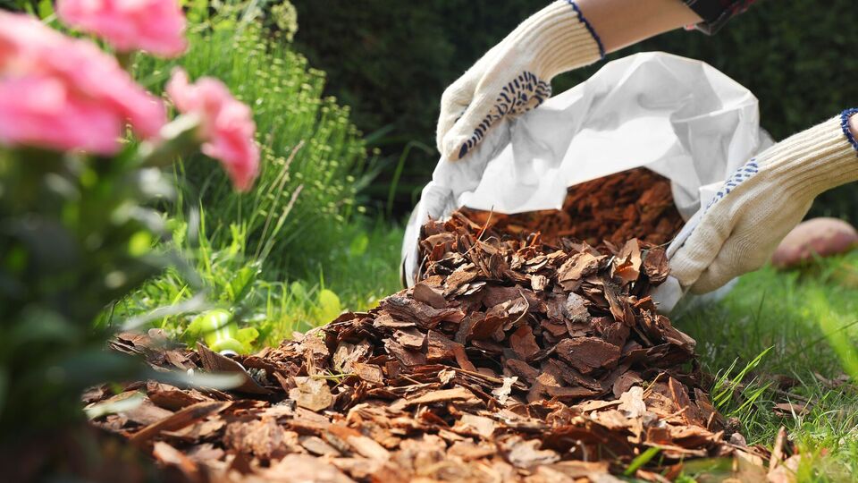 Сосновая кора как мульча для растений почти не влияет на состав почвы