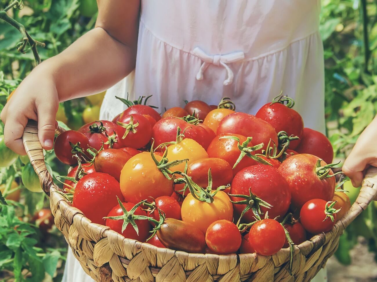 В августе в саду и огороде еще много работы