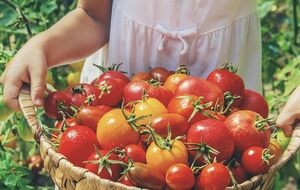 В августе в саду и огороде еще много работы