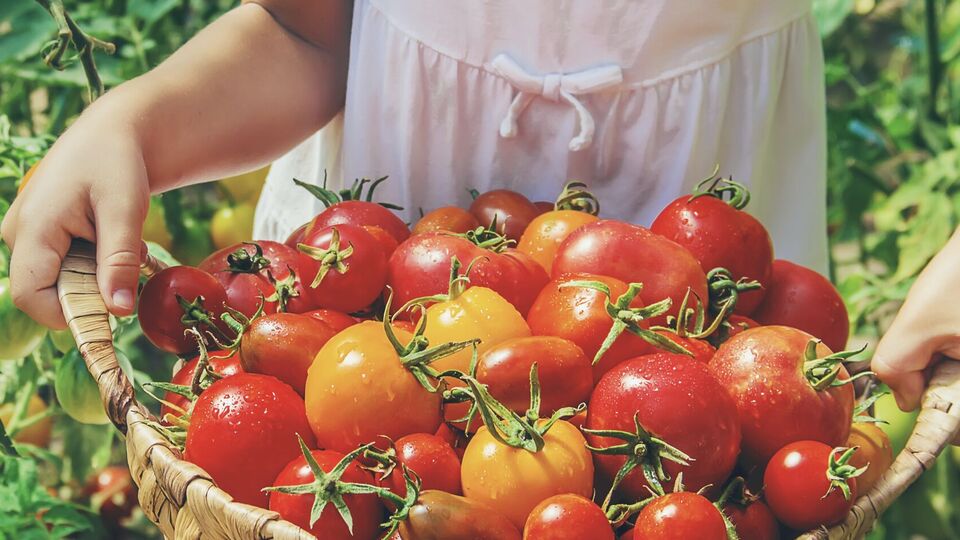 В августе в саду и огороде еще много работы