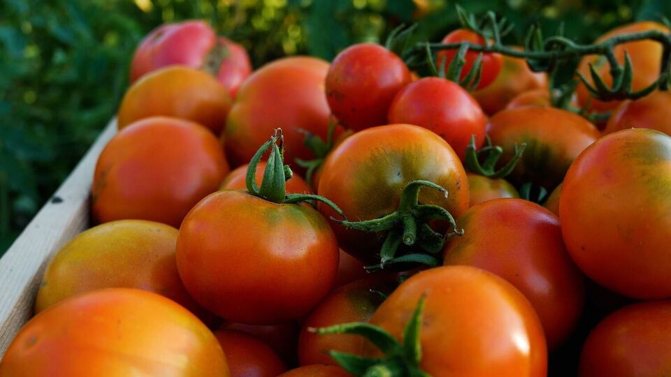 Для хранения томатов важно соблюдать определенный температурный режим