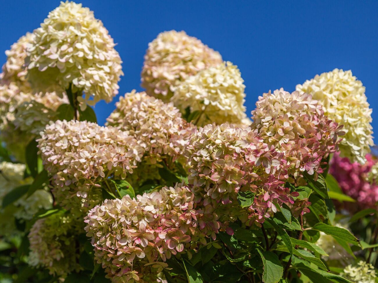 О необычном способе сделать гортензию крепче рассказала садовница из Одессы
