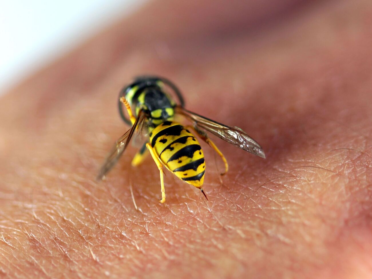 Осы преследовали украинца и жалили всех, кто приближался, в том числе полицейских и карабинеров, отметили СМИ