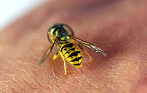 Оси переслідували українця й жалили всіх, хто наближався, зокрема поліцейських і карабінерів, зазначили ЗМІ