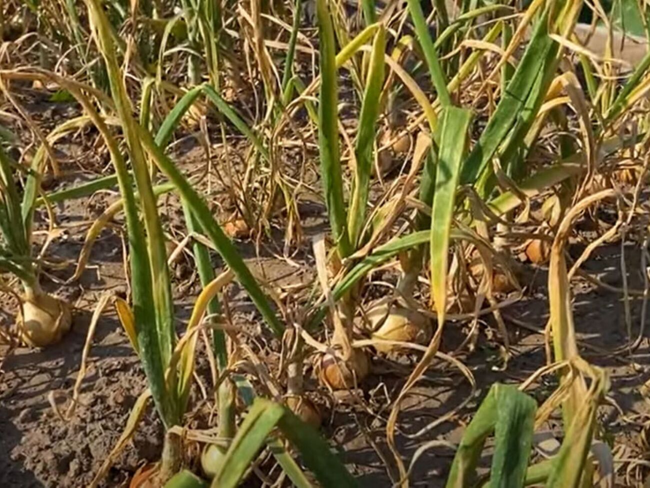 Якщо цибулю вибрати занадто пізно, вона погано зберігатиметься