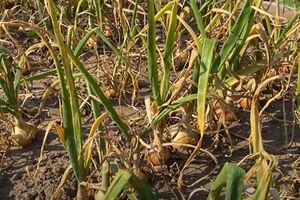 Если лук выбрать слишком поздно, он будет плохо храниться