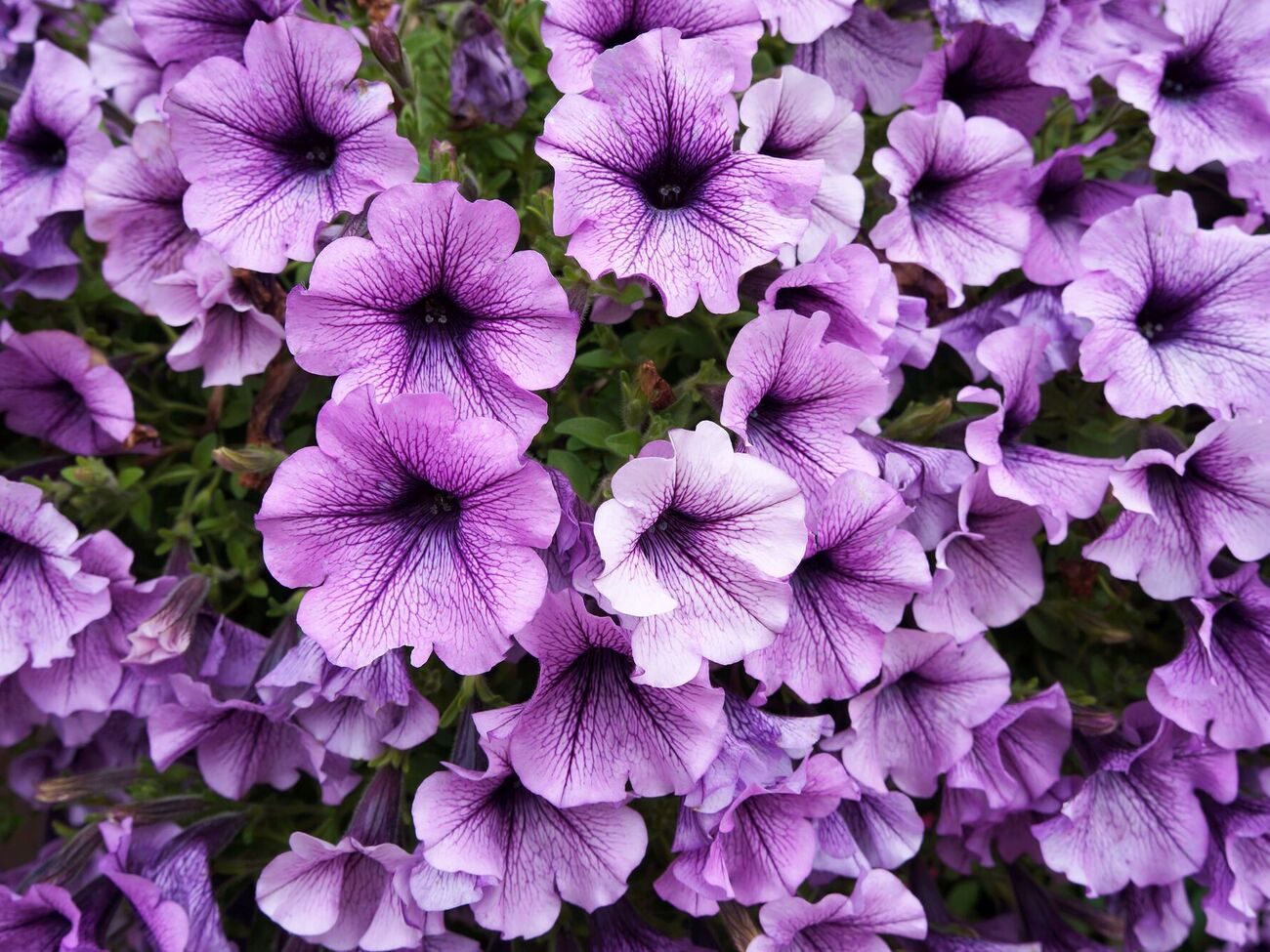 В начале августа петуния обычно становится неряшливой и нуждается в стрижке