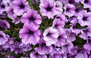 В начале августа петуния обычно становится неряшливой и нуждается в стрижке