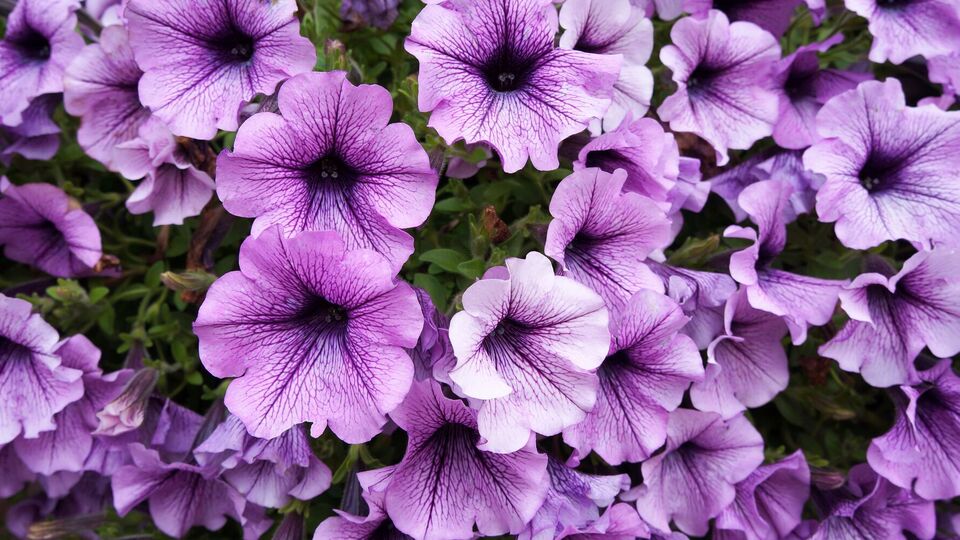 В начале августа петуния обычно становится неряшливой и нуждается в стрижке