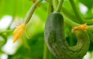 Огурцы могут закручиваться, если им мало пространства