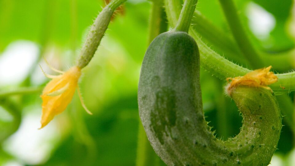 Огурцы могут закручиваться, если им мало пространства