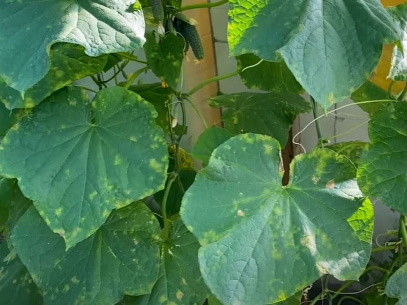 Огурцы от пероноспороза необходимо обрабатывать как сверху по листьям, так и под ними