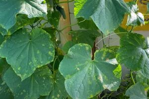 Огурцы от пероноспороза необходимо обрабатывать как сверху по листьям, так и под ними