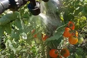 Основная причина появления вершинной гнили – нехватка кальция