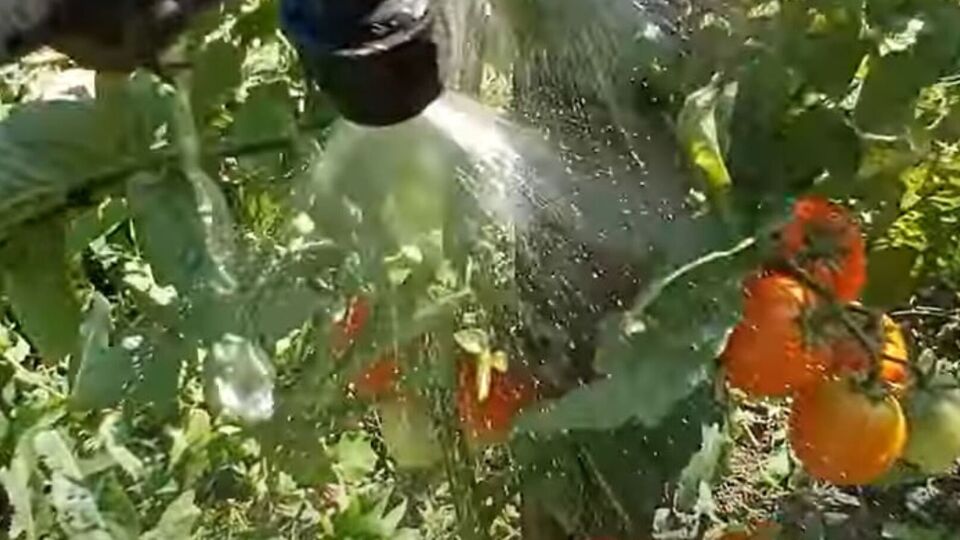 Основна причина появи верхівкової гнилі – брак кальцію