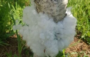 Для защиты деревьев от муравьев поможет пояс из синтепона