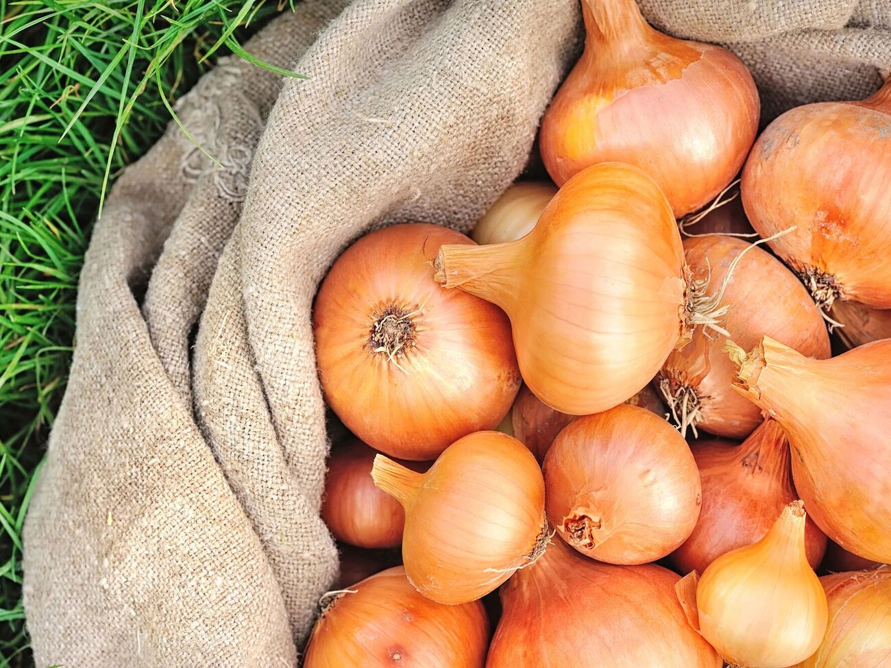 Щоб урожай цибулі не зіпсувався, її зберігають у прохолодних умовах