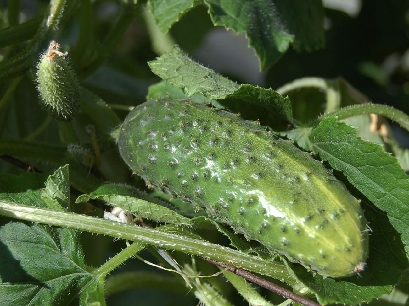 Огурцам необходим кислород