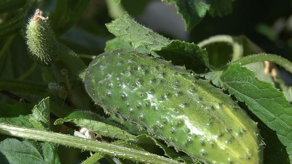 Огурцам необходим кислород