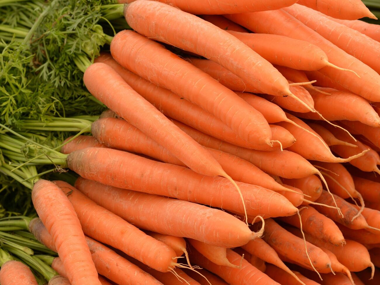 Поливать морковь этим раствором нужно раз в семь дней в течение двух-трех недель, начиная с середины июля и до середины августа