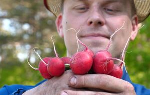 Редис даст урожай через 18–25 дней после появления всходов