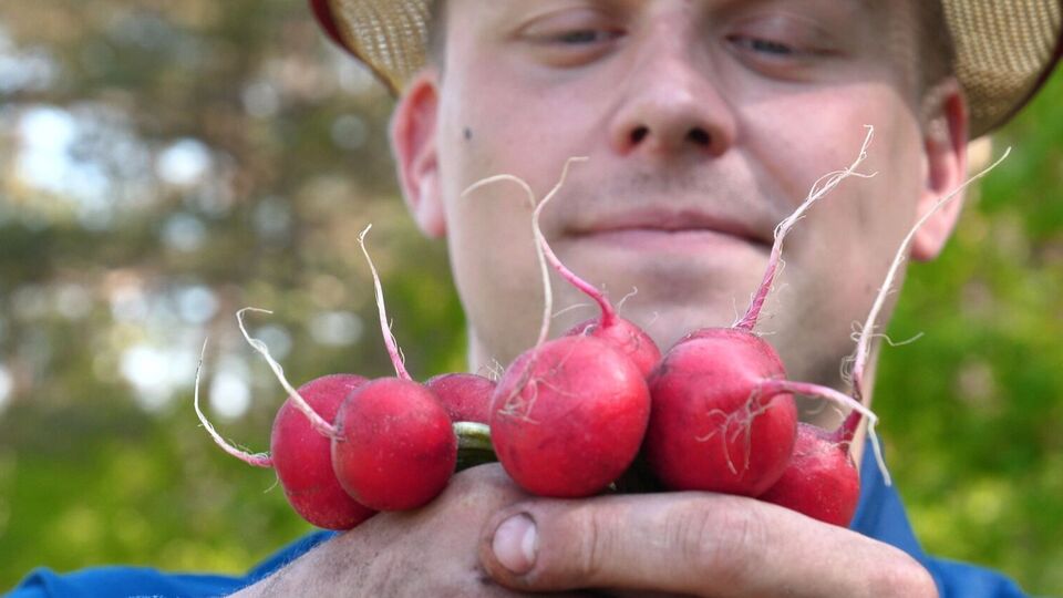 Редис даст урожай через 18–25 дней после появления всходов