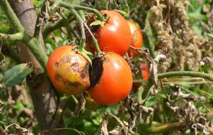 Перед тем как внести подкормку, избавьтесь от уже поврежденных плодов